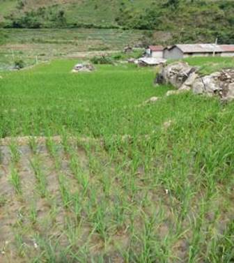 稻田养殖减缓面源污染