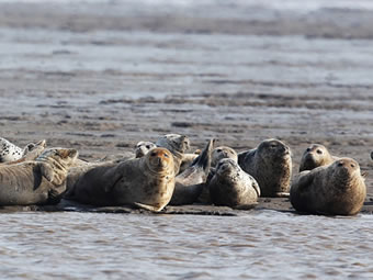保护辽东湾斑海豹核心栖息地
