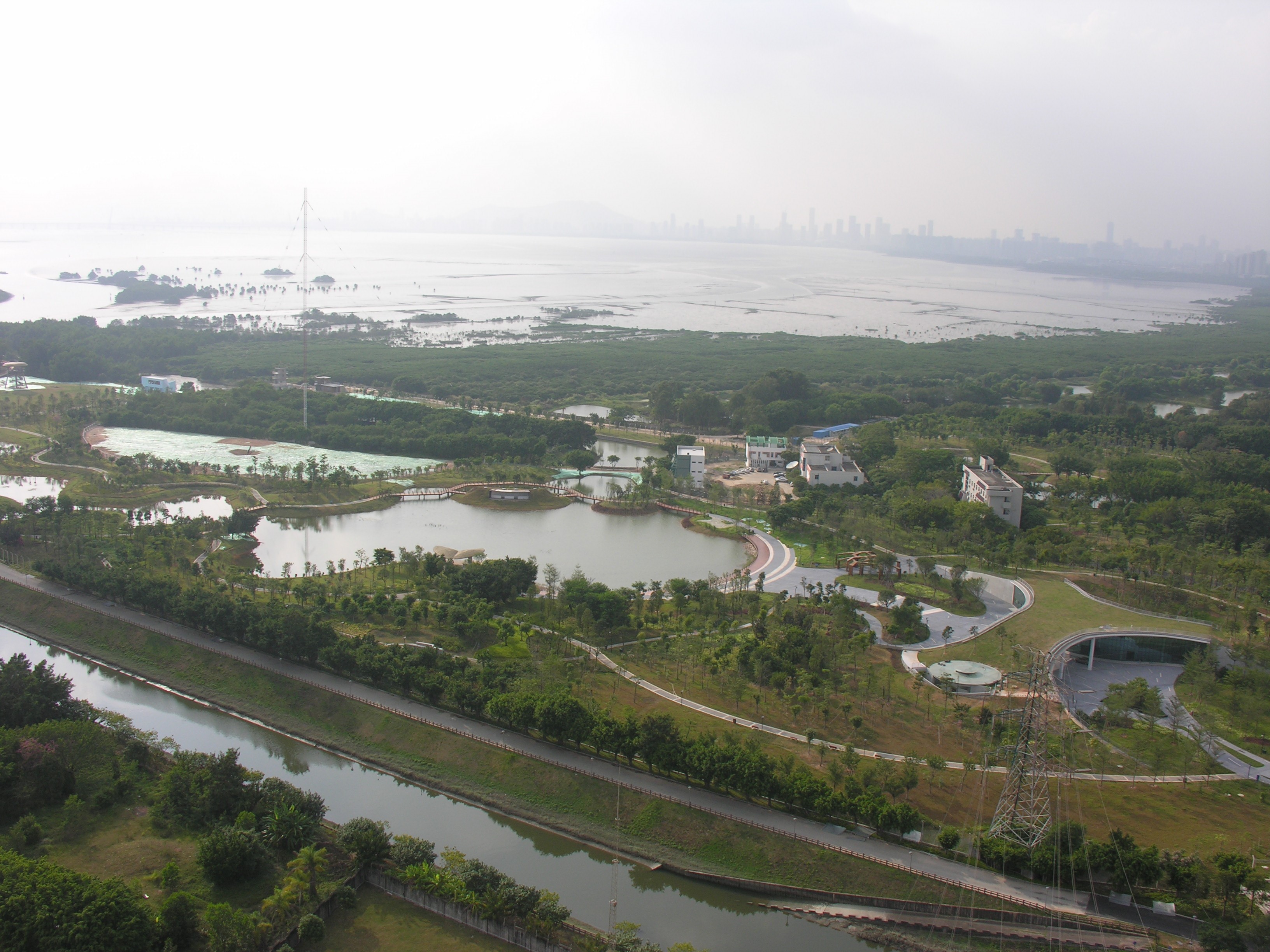 深圳湾湿地保育行动