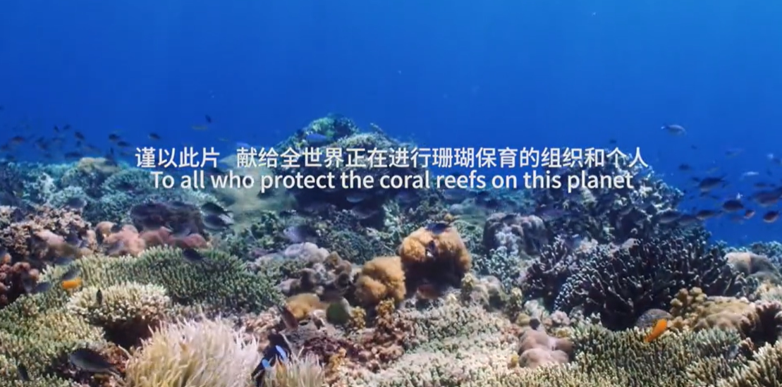 寻找珊瑚海
