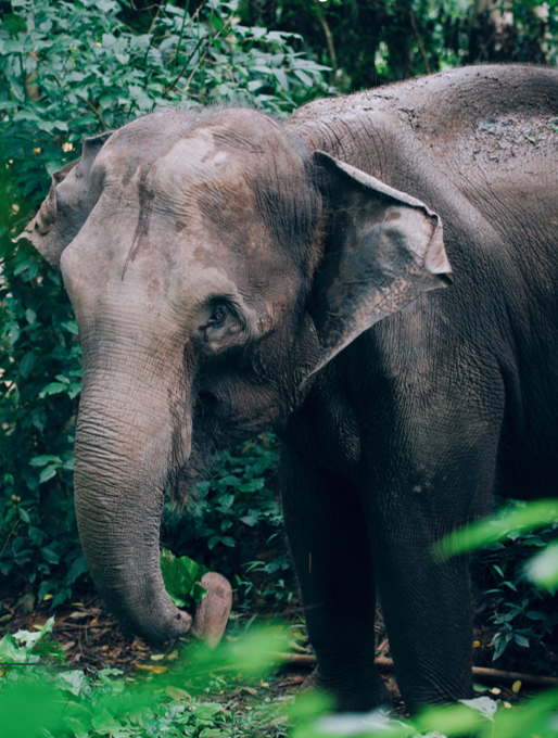  西双版纳热带雨林和亚洲象保护之旅