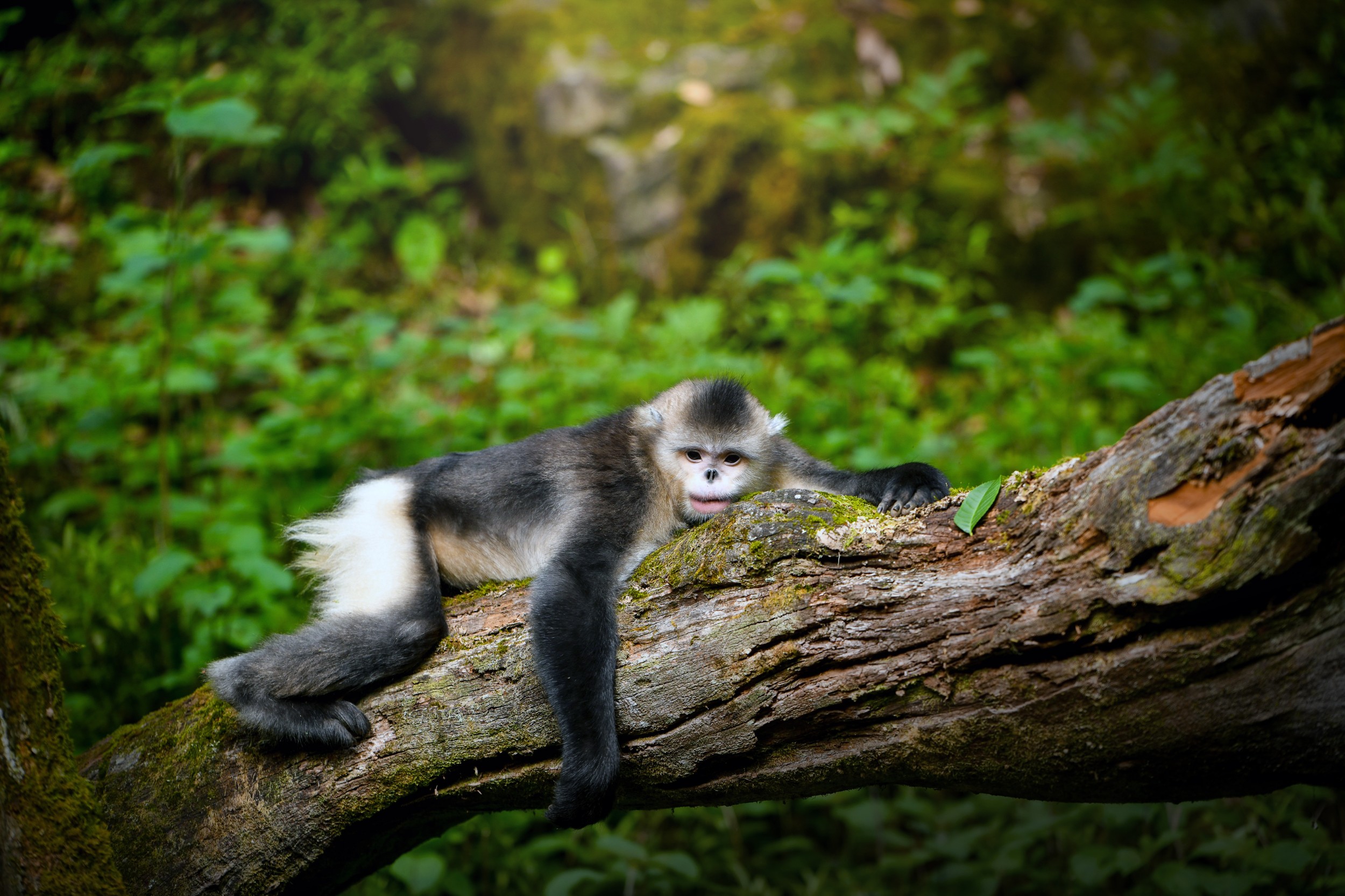 维西塔城响古箐滇金丝猴生态旅游项目