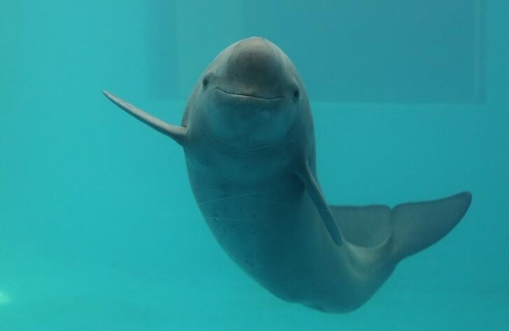 中国江豚湾生态旅游路线探索