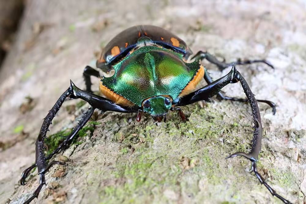 中国昆虫学营地生态科考