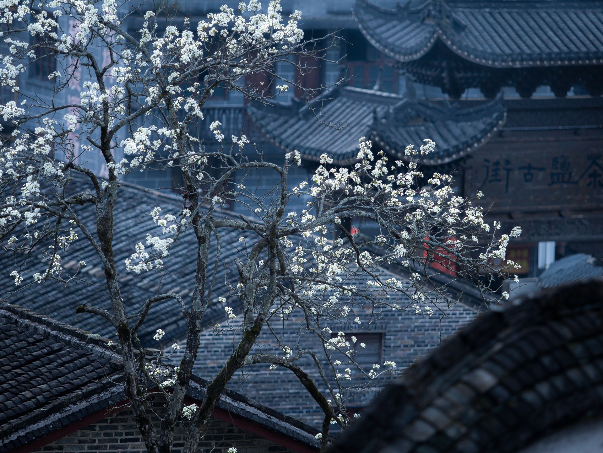 茶盐古道徒步行